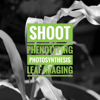 Shoot Phenotyping, Leaf Imaging, Photosynthesis