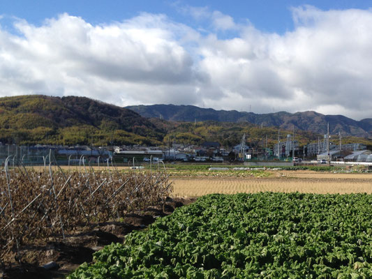今里からみた野山と小塩山。手前は枯れたナス畑と花菜のみどり。乙訓を代表する産品だ。