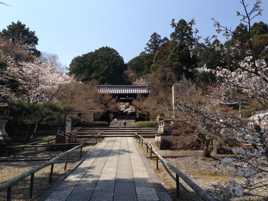 光明寺は桜の季節もすばらしい。