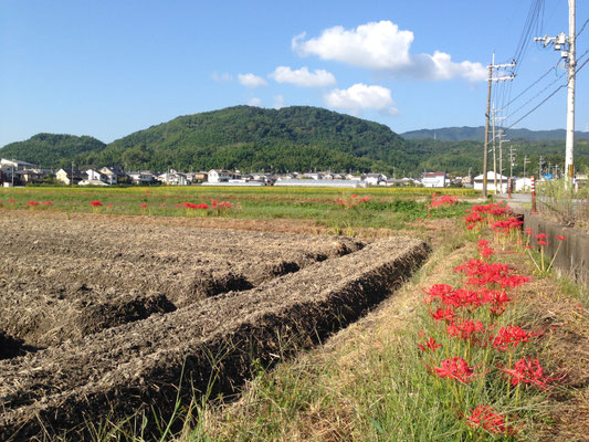 彼岸の野辺とひつじ雲。華やぐ粟生野でうっとり・・・。