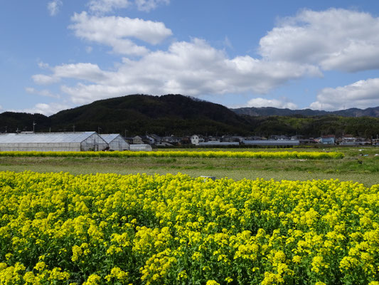 花菜畑とのコラボ(粟生から)