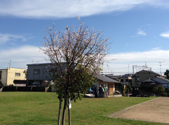 朝堂院公園の10月桜