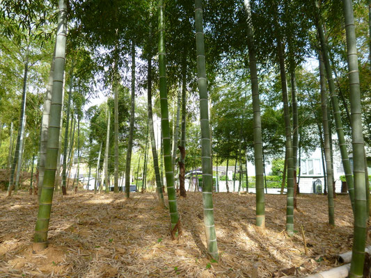 長岡天満宮裏のタケノコ畑。昔は皮も大切な資源だった。