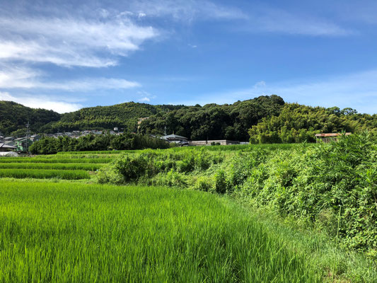寂照院遠景