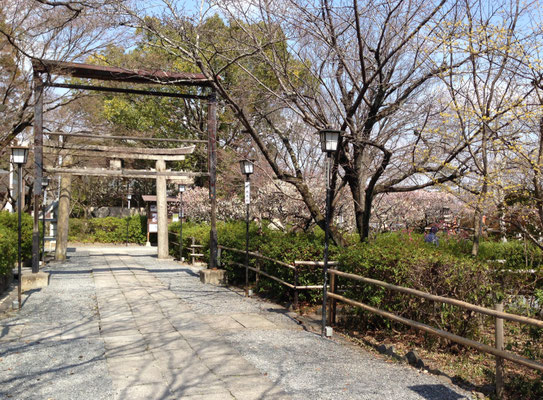 梅はやっぱり天神さん。