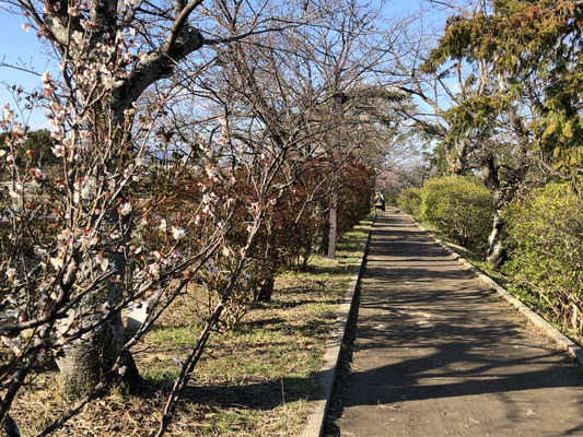八条ヶ池