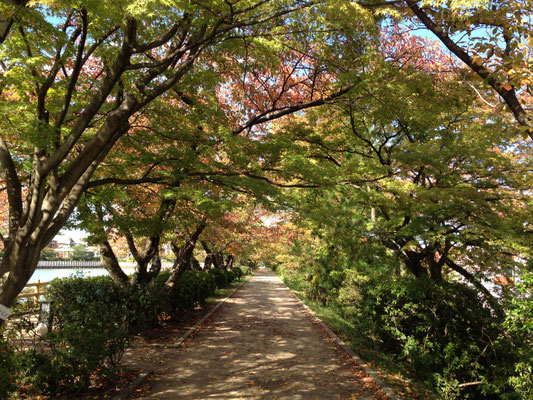 八条ケ池の堤は昔の丹波街道。