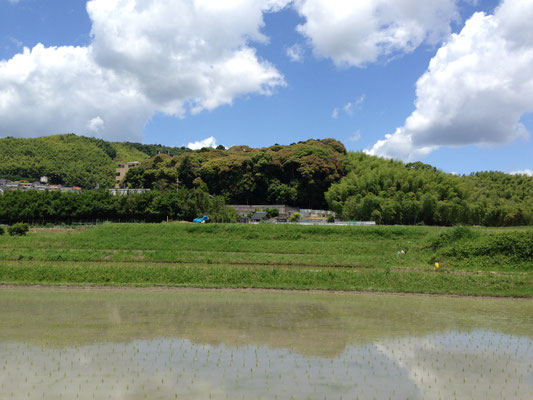 寂照院遠景。平安時代初めに創建された海印寺十院の一つ。背後の森は走田神社。