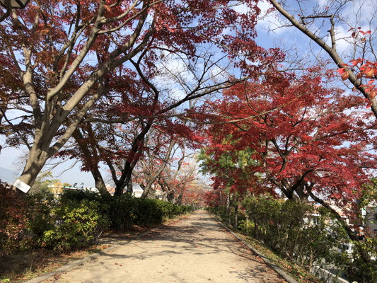 八条ヶ池