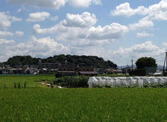 井ノ内(長岡第十小学校北)からみた向日丘陵。このあたりは長岡京の大規模な宅地があったところだ。