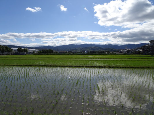 上植野から西山　左京五条一坊付近