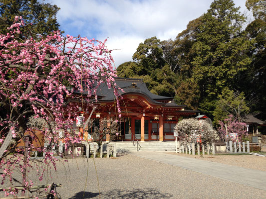 梅はやっぱり天神さん