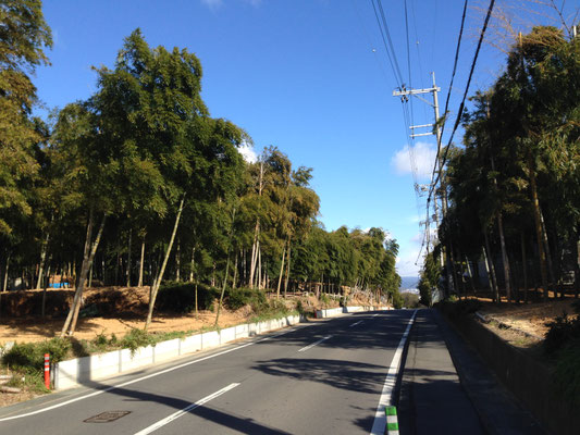 長岡天満宮裏のタケノコ畑