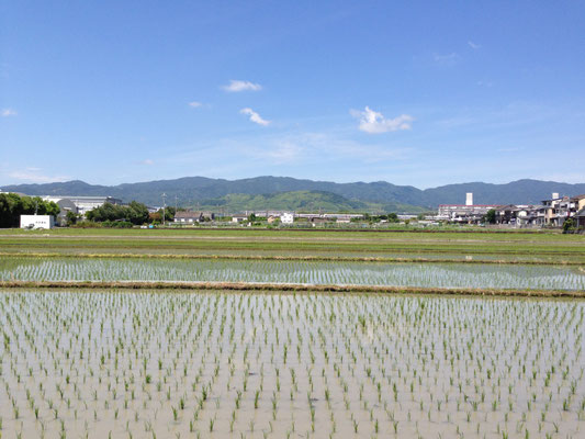 小畑川の扇状地(向日市上植野)。段々に低くなる田圃から旧流路によってつくられた地形がわかる。向こうに走るのはJRの電車。