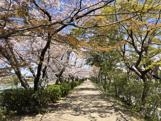 八条ヶ池