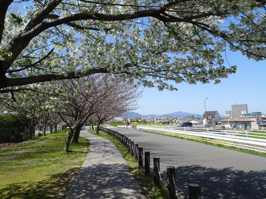 いろいろな種類の桜が咲き乱れる。
