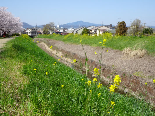 勝竜寺から。犬川堤防の黄色い花が可憐。