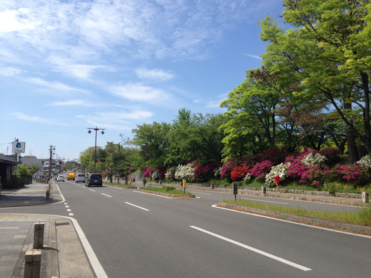 堤のツツジ。堤下の府道は、大正終わりから昭和の初めに敷設された。