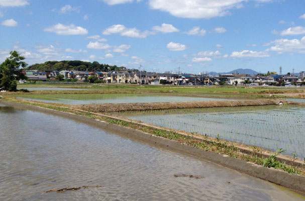 今里(長岡京市)から向日丘陵をみる(春)。静かに眠る長岡京跡。右上の高い山は比叡山。