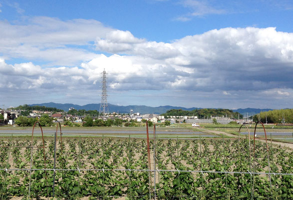 石見(京都市)から向日丘陵をみる。西側は小畑川に削られて、急な崖になっている。