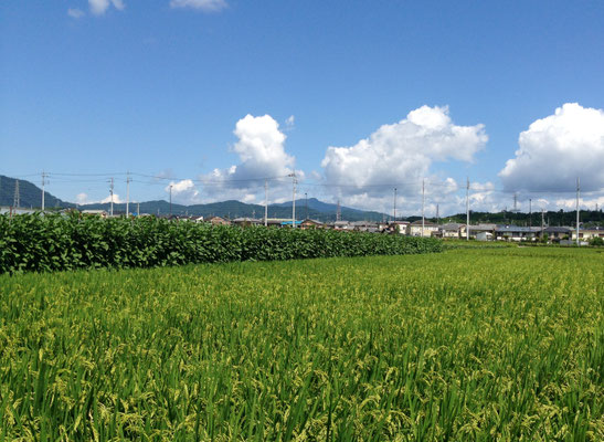 井ノ内から老ノ坂・愛宕山・向日丘陵