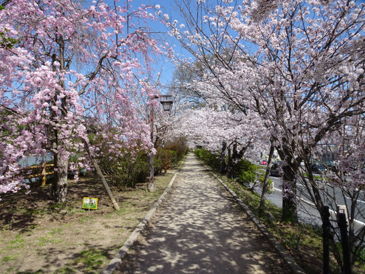 八条ヶ池