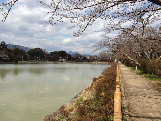 八条ケ池からみた愛宕山(冬)