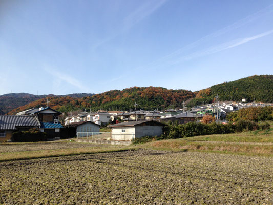 河陽ケ丘・美竹台。紅葉と竹を対比してみてください。