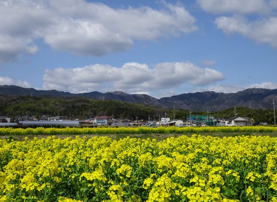 花菜畑(粟生)