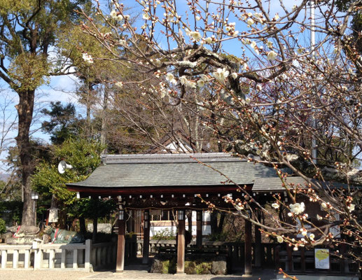 梅はやっぱり天神さん。