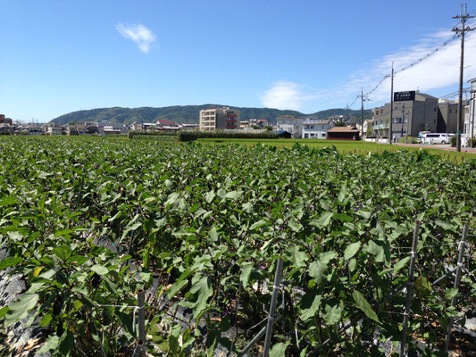 今里からみた天王山