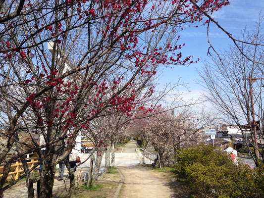 八条ヶ池