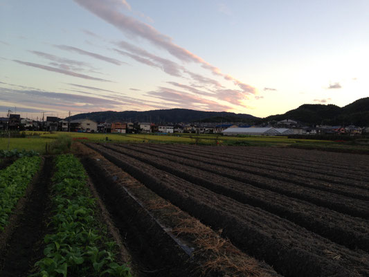 粟生から天王山。夏から秋へ、田畑も衣替え。