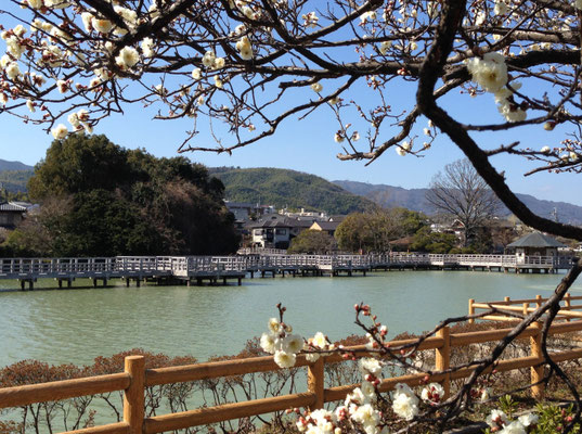 梅の八条ケ池から。