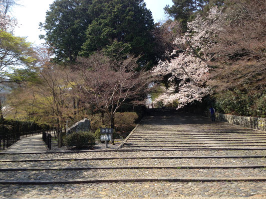 満開の桜ともみじの芽吹き