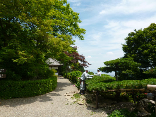 遊龍の松の手入れ。