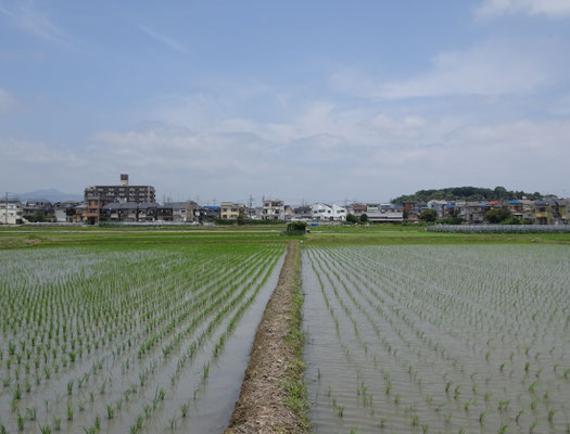今里から北　右京三条二坊付近