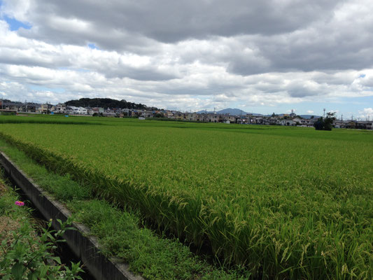 今里(長岡京市)から向日丘陵をみる(夏)。静かに眠る長岡京跡。右上の高い山は比叡山。