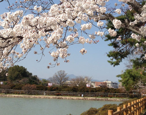 八条ヶ池から桜と。