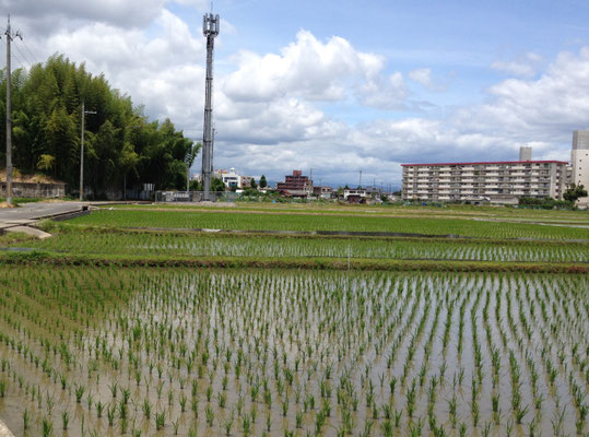 上植野から北　左京四条一坊付近