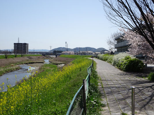 春霞の男山