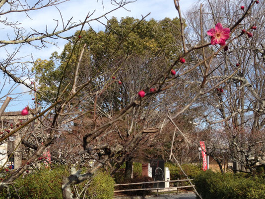 2018一番梅と「古今伝授の間ゆかりの地」石碑。