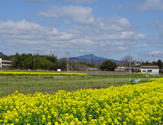 花菜と愛宕山