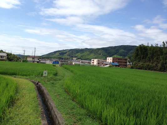 寂照院附近からみた天王山