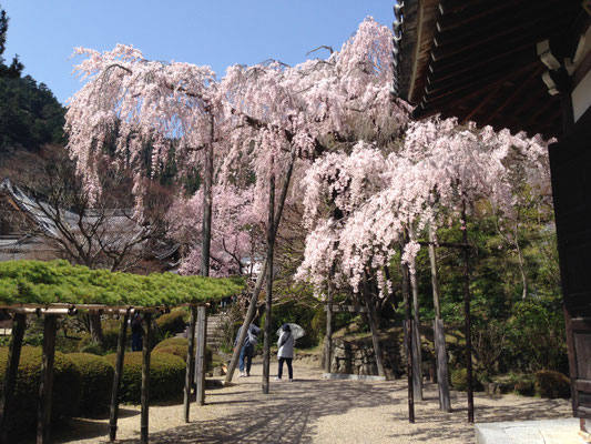 桂昌院桜。