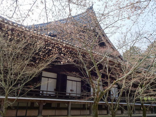 御影堂(北)の桜開花。