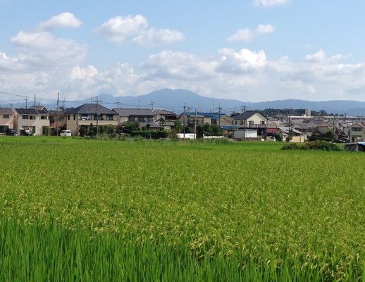 長法寺からみた比叡山。そろそろ秋の気配か。田圃のグラデーションとのコラボ。