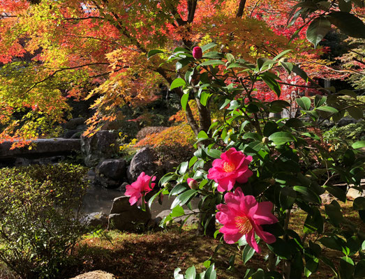 錦景苑