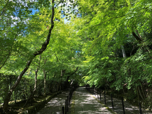 もみじ参道
