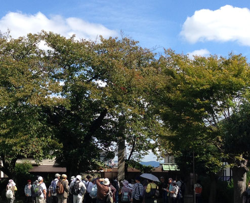大きな木の下に、明治28年建立「長岡宮城大極殿遺址」の立派な石碑。長岡宮顕彰の歴史を今に伝えます。
